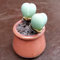 Gibbaeum heathii Samen - Sunnyplants, Gibbaeum Samen, Lebender Steine, Lithops Samen, Lebende Steinsamen, Kieselpflanzensamen, Lithops, Sukkulenten Samen (20) (20)