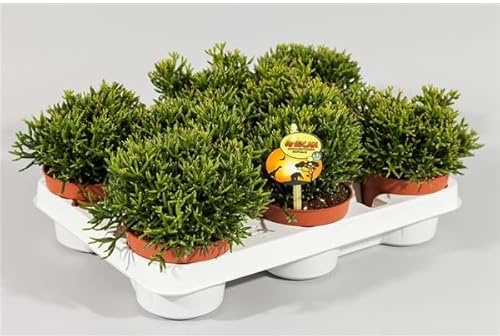 Rhipsalis Cassutha 15 cm – Binsenkaktus/Korallenkaktus im 10,5 cm Topf – pflegeleichte Zimmerpflanze