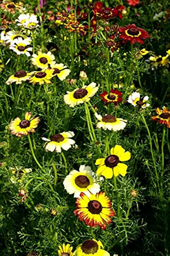 875 Seeds of Chrysanthemum Carinatum Dunnetti Mixed