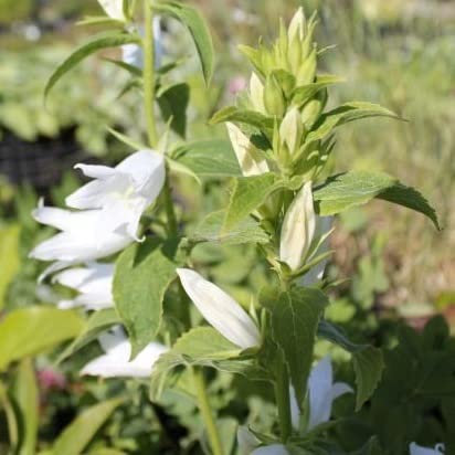 6x Campanule à feuilles larges 'Macrantha' - Campanula latifolia 'Macrantha Alba' - Godet 9x9cm