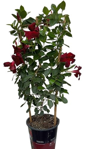 Dipladenia Mandevilla/Chilenischer Jasmin – Bringen Sie farbenfrohe Lebensfreude in Ihr Zuhause (1 Pflanze Weinrot/Dunkelrot)