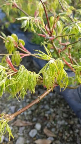 Acer palmatum dissectum 'Shinonome' / Erable du Japon/Conteneur de 3 à 4 litres