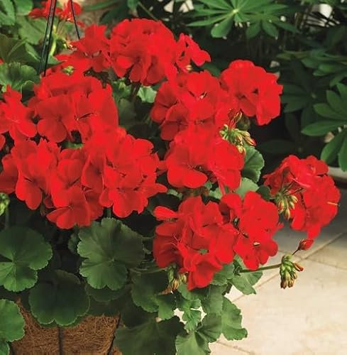 Semillas de geranio ROJO 90 piezas