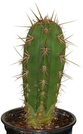Trichocereus pachanoi 50 Samen - San Pedro Kakteen Kaktus (Mit Anzuchtanleitung)
