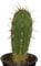 Trichocereus pachanoi 50 Samen - San Pedro Kakteen Kaktus (Mit Anzuchtanleitung)