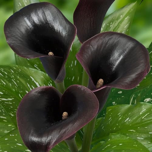 Black Passion (Noir) Zantedeschia Bulbes de lys de Calla, 5 vrais gros pièces portant plus de 5 fleurs, plante de jardin idéale, bulbes de Hollande (pas de graines et non artificiels)