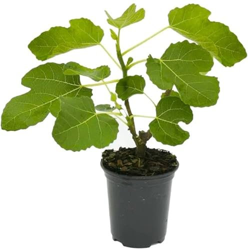 Higuera Árbol Natural con Maceta Planta para Terraza y Jardín