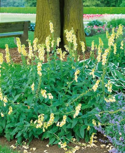 Gelber Fingerhut im Topf Digitalis grandiflora winterhart mehrjährig