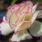 Bulbi di rosa del deserto. Adenium obesum bulbi. Pianta di rosa del deserto. Resistente alla siccità.Resistente al freddo. Forte adattabilità.