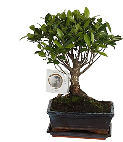 Bonsai Tree FICUS RETUSA Ginseng Indoor House Plant in ø15cm Ceramic Ball Shape with Saucer