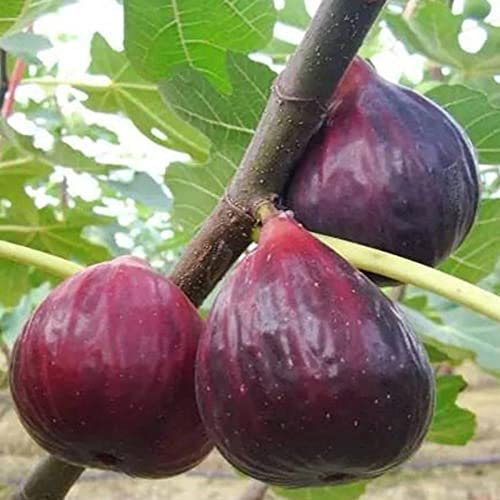 80 Pz Semi di Fico Non OGM Crescita Rapida Facile Coltivazione Alto Tasso di Germinazione Commestibile Nutriente Giardinaggio Fico Semi di Albero da Frutto Semi