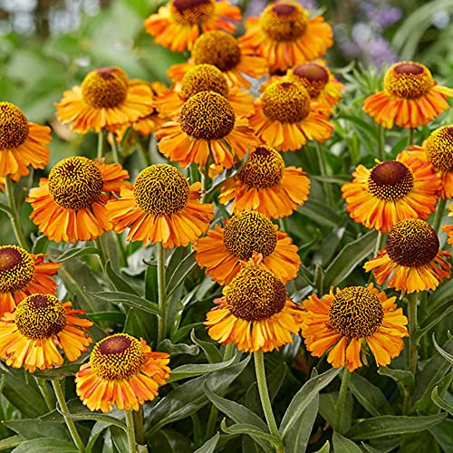 Helenium Short 'n' Sassy Nieswurz Kompakte gelb blühende mehrjährige Pflanze