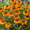 Helenium Short 'n' Sassy Nieswurz Kompakte gelb blühende mehrjährige Pflanze