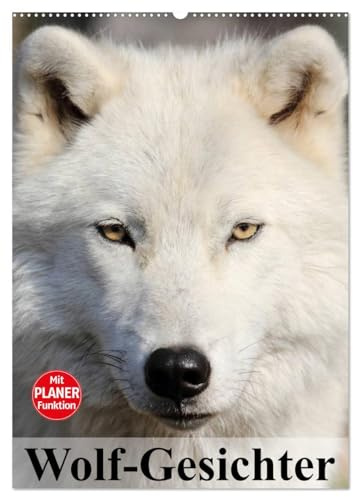 Wolf-Gesichter (Wandkalender 2026 DIN A2 hoch), CALVENDO Monatskalender: Wölfe sind zum heulen schön! (CALVENDO Tiere)