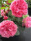 Beetrose Leonardo da Vinci ® - Rosa Leonardo da Vinci ® - Romantikrose - Meilland-Rose