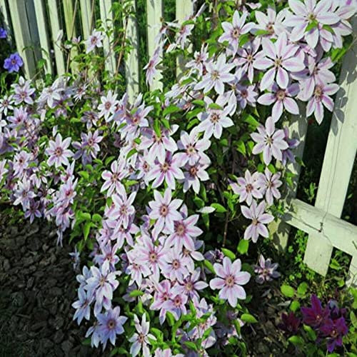 Haloppe 500 Stück Clematis Blumen Pflanzensamen für die Bepflanzung des Hausgartens, Clematis Kletterblumensamen Hausgarten Balkondach Pflanzendekoration Clematis-Samen
