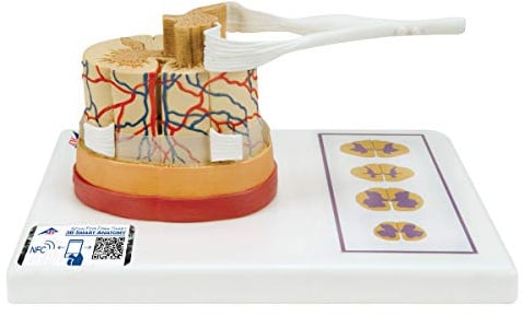 3B Scientific Menschliche Anatomie - Rückenmark mit Nervenenden + kostenlose Anatomie App - 3B Smart Anatomy