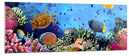 Panorama Bilder auf Glas Korallenriff Glasbild 140x50cm Wandbilder Dekoration Wohnzimmer Schlafzimmer Küche Groß XXL Wanddeko Bild im Glas Wand Kunstdruck Art Modern Wall Decor GAB140x50-3569