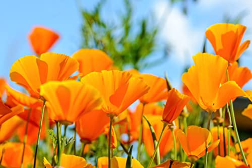 150 Semillas de Amapola de California- flores melíferas - semillas campesinas reproducibles - SemiSauvage