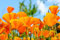 150 Semillas de Amapola de California- flores melíferas - semillas campesinas reproducibles - SemiSauvage