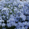 6 x Phlox divariqué 'Clouds Of Perfume' - Phlox Divaricata - Godet 9x9cm - Violet, mi-ombre, sol bien drainé