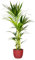 Bonplants Kentia, Palma Vera Tropicale, Howea Forsteriana, Vaso 18 cm, h 105 cm (Vaso Rosso)
