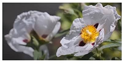Stk - 10x Cistus ladanifer Strauch Garten Pflanzen - Samen ID1192 - Seeds & Plants Shop by Ipsa