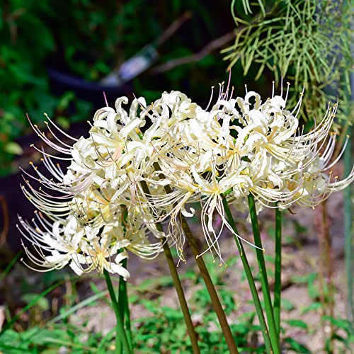 2 Stück blutblume zwiebel winterhart Lycoris Radiata spinnenlilie blumen kräutergarten geschenk garten dekopflanzen zimmerpflanzen pflanzenkübel bonsai praktische geschenke