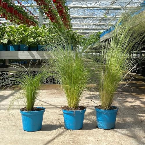 Bio Federgras, Topf-Ø 12 cm, 3er-Set