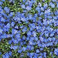 Graines De Fleurs De Véronique Bleue Paquet De 100 Graines