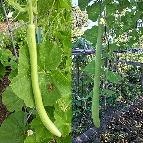 Rosepoem Semi di zucca verde bottiglia lunga semi biologici per pacchetto balcone giardino