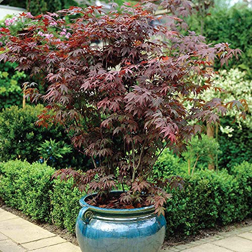 Japanese Maple, Acer Palmatum Atropurpureum, 1 x 3-Litre Potted Plant, Ideal for beds and Borders, Patio pots and containers