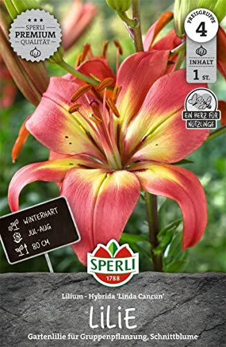 Sperli 263909, Premium Lilie Linda Cancun, Gartenlilie für Gruppenpflanzung, gute Schnittblume, winterhart mehrjährig, Nektarspender für Nützlinge