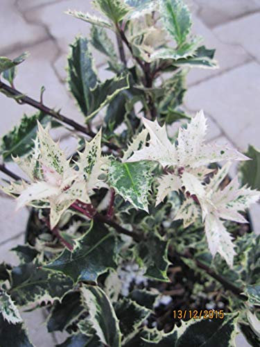 Stechpalme Ingramii - Ilex aquifolium Ingramii