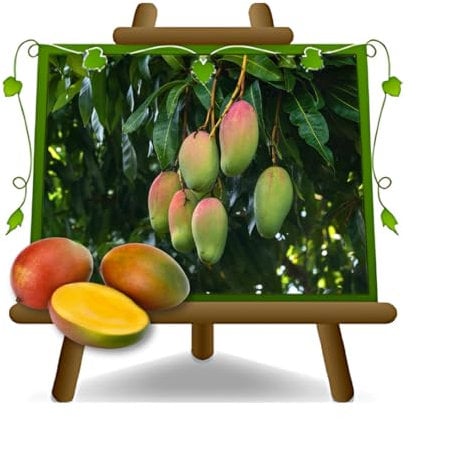EURO PLANTS VIVAI Mango Varietà Keitt - Pianta da Frutto Esotico - Tropicale su Vaso 18x35 cm Altezza 130 cm