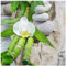 levandeo Glasbild 30x30cm Weiße Orchidee Bambus Wellness Wandbild Wanddeko Dekoration
