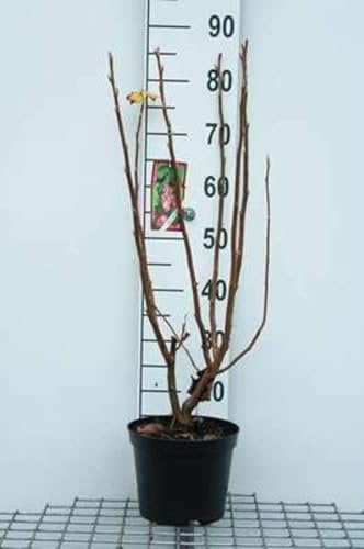 Ribes odoratum (aureum) - Groseillier Doré 50-60 cm en pot