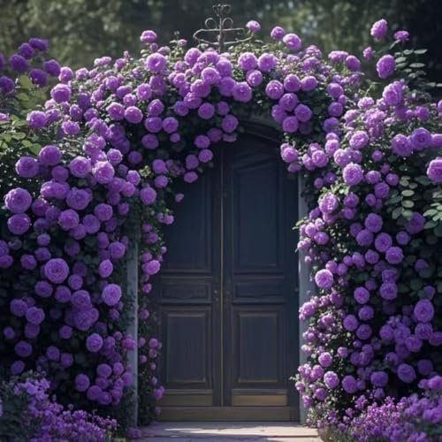 1000 semillas de flores de rosa de vino para plantar al aire libre, cercas de jardín, pérgolas y enrejados, vid floreciente larga (1000, morado)