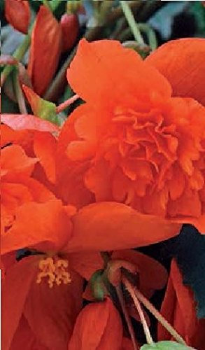 Just Seed - Flower - Begonia - Illumination Orange F1-10 Pelleted Seed - Pendula Type