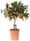 Trendyplants - Citrus Calamondin - Orangenbaum - Gartenpflanze - Höhe 70-90 cm - Topfgröße Ø22cm
