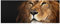 Bilderwelten Top Tiere Glasbilder Wandbild Foto Kunstdruck 30 x 80 cm, Löwenblick