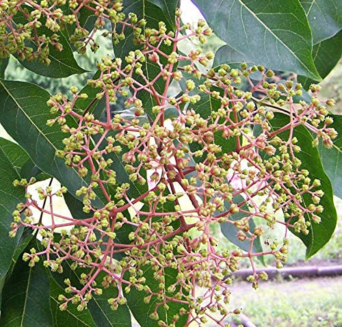 Bienenbaum, Tausenblütenbaum, Euodia hupehensis, Tetradium daniellii (100-125 cm)