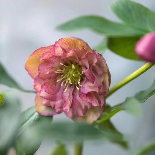 Pianta di rosa di Natale - semi piante resistenti per il giardino piante perenni resistenti e perenni giardino sul balcone copertura del terreno da tetti verdi semi fiori da interno in 150pcs