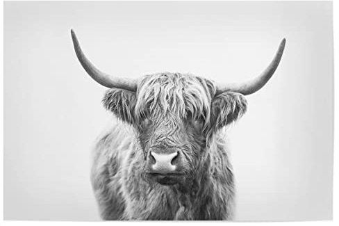 artboxONE Poster 30x20 cm Bild Wohnzimmer Tiere Highland Bull - Bild grau behaarte Kuh englisch
