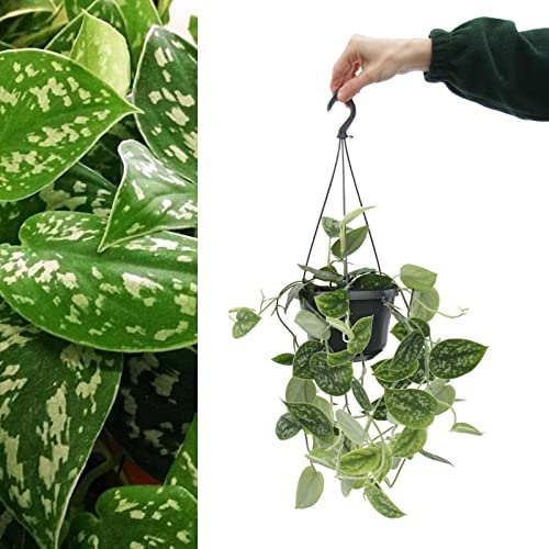 Scindapsus pictus 'Argyraeus’ - Satin Pothos Hanging Indoor Plant - Silvery Toned Houseplant in 15cm Hanging Pot (1 Plant)
