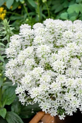 Iberis sempervirens 'Weißer Zwerg' ca. 9x9 cm Topf - Schleifenblume, weiße Blüten, Blütezeit April-Mai, ideal für Steingärten, winterhart, pflegeleicht