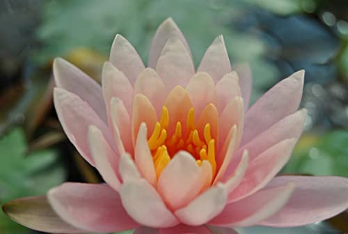 Nymphaea x cult.'Fabiola' ca. 11x11 cm Topf - Seerose, rosa Blüten, Blütezeit Juni-September, ideal für Teiche, winterhart, pflegeleicht