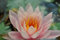 Nymphaea x cult.'Fabiola' ca. 11x11 cm Topf - Seerose, rosa Blüten, Blütezeit Juni-September, ideal für Teiche, winterhart, pflegeleicht