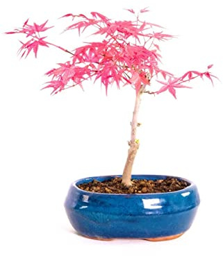 Bonsái Japonés Arce Enano Japonés Acer Palmatum