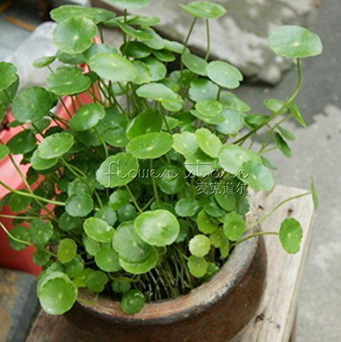 New Fresh 20pcs semi di pianta Gotu kola verde